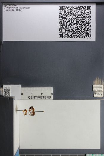 Media type: image;   Entomology 576319